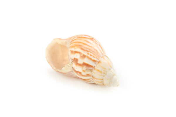 Beautiful  sea shell