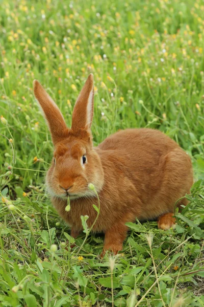 Beautiful red rabbit — Stock Photo, Image