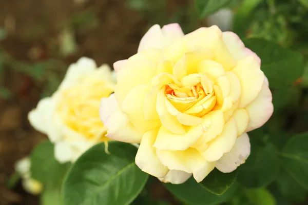 Beautiful yellow roses — Stock Photo, Image