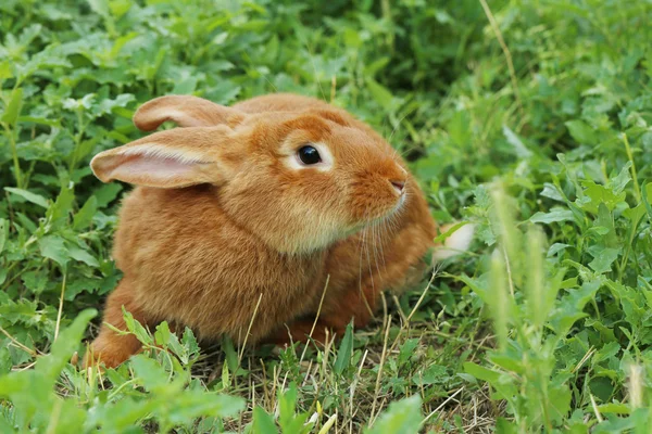 Beautiful red rabbit — Stock Photo, Image