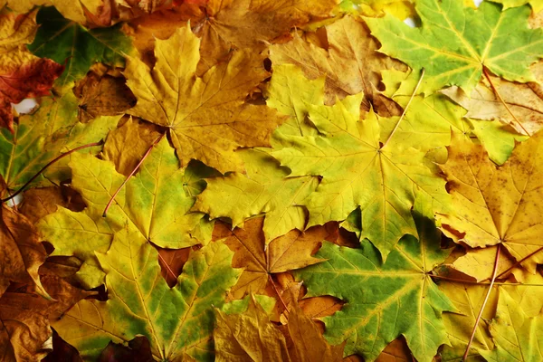 Hojas de otoño fondo — Foto de Stock