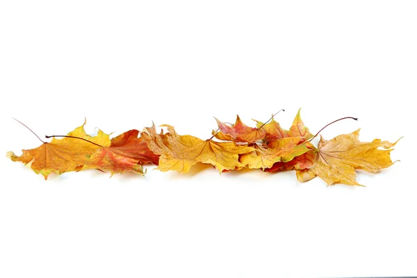 Folhas de outono laranja — Fotografia de Stock