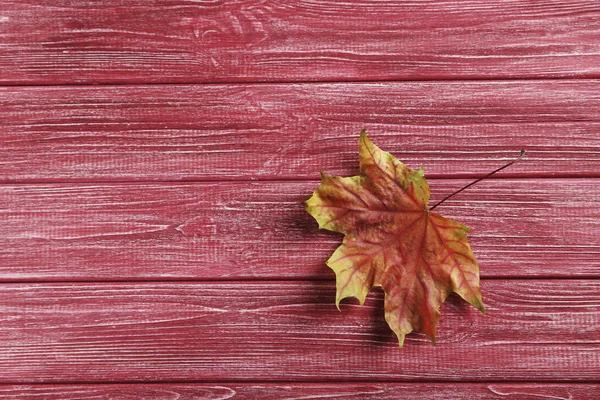 Hoja seca de otoño —  Fotos de Stock