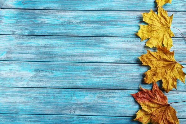 Oranje Herfstbladeren — Stockfoto