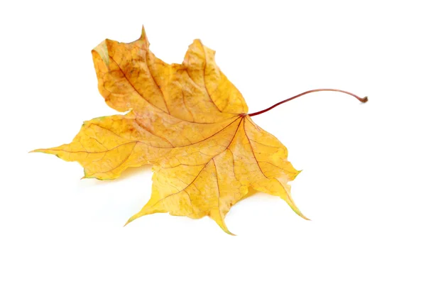 オレンジ色の秋の葉 — ストック写真