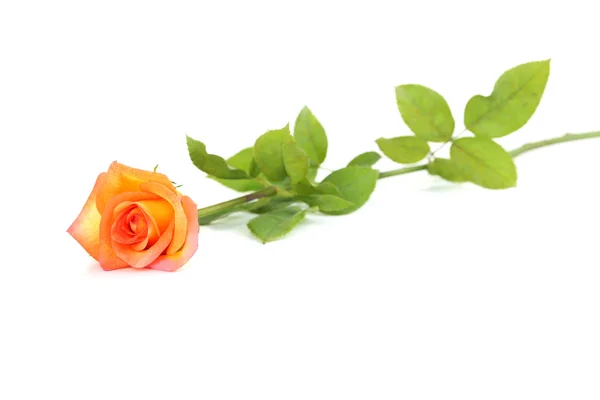 Orange single rose — Stock Photo, Image