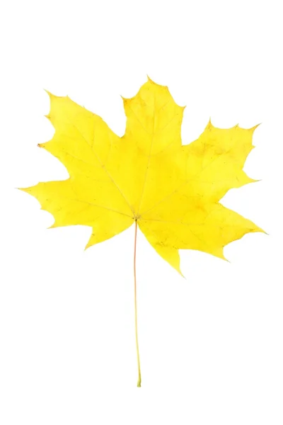 Feuille d'automne jaune — Photo