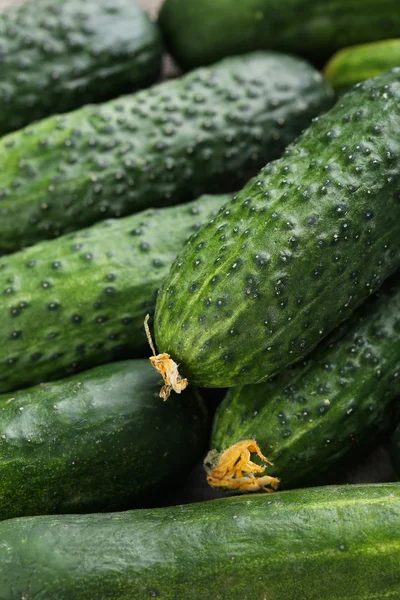 Fresh ripe cucumbers — Stock Photo, Image