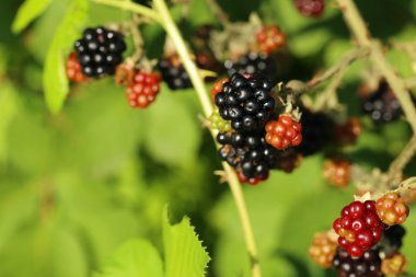 Bahçedeki böğürtlen çalısı