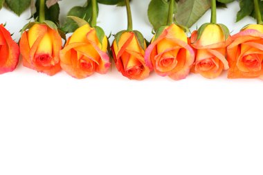 Bir buket turuncu gül.