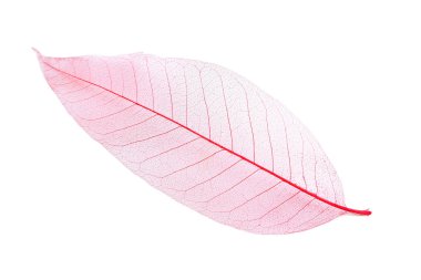 pembe iskelet yaprak