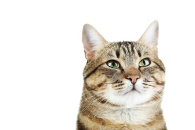 Beyaz arka planda güzel bir kedi