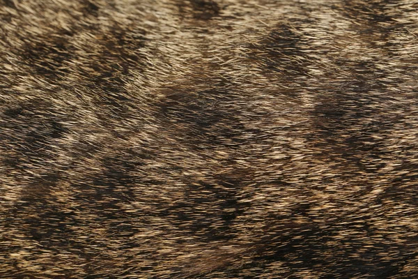 ผิวหนังของพื้นหลังแมว — ภาพถ่ายสต็อก