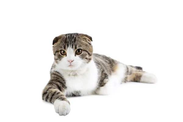 Gato doméstico bonito — Fotografia de Stock