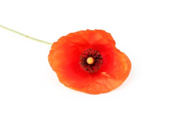 Kırmızı gelincik çiçeği