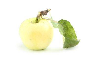 Olgun elma yaprağı