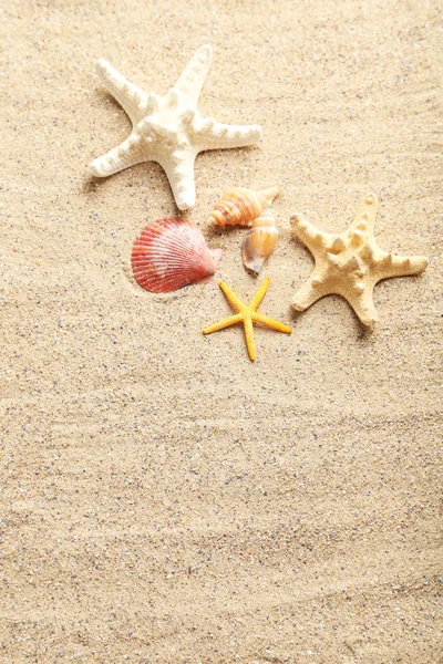 Conchas de mar diferentes — Fotografia de Stock