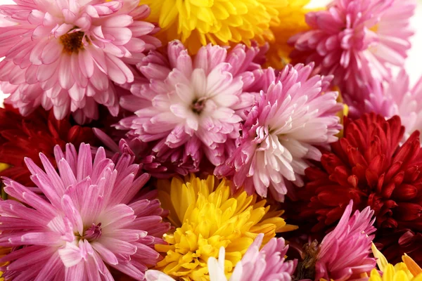 Bouquet of colorful chrysanthemums — Stock Photo, Image