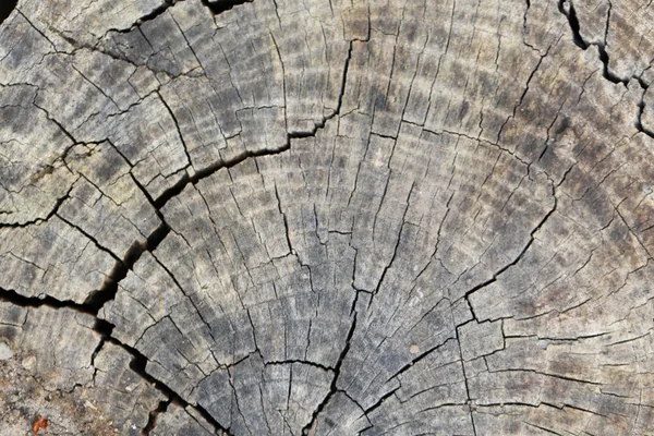 Stará textura pařezu stromu — Stock fotografie