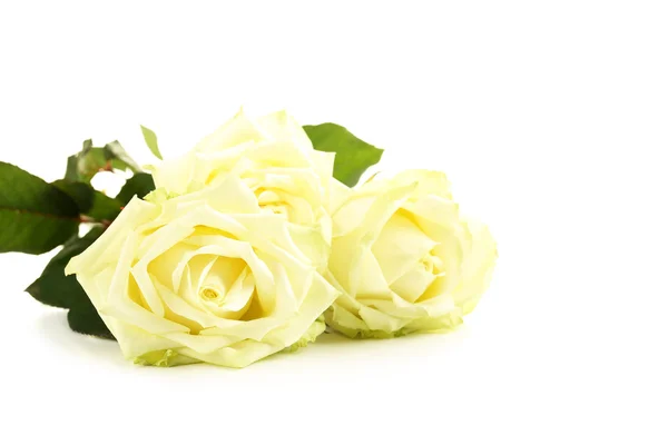 Bouquet of white roses — Stock Photo, Image