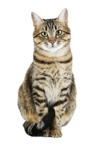 Schöne Hauskatze — Stockfoto