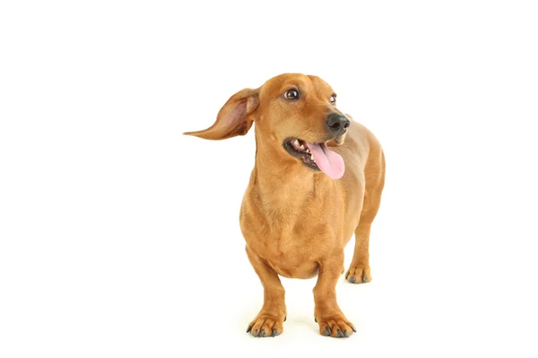 Teckel hond stak zijn tong — Stockfoto