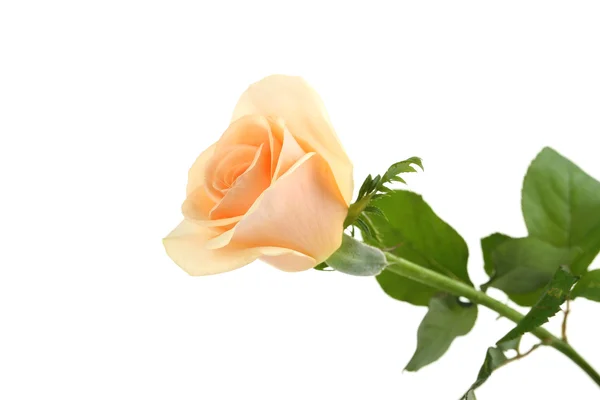 Orange single  rose — Stock Photo, Image