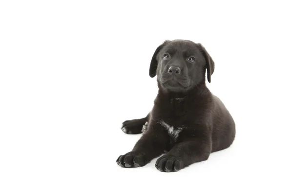 Schöner schwarzer Labrador Welpe — Stockfoto