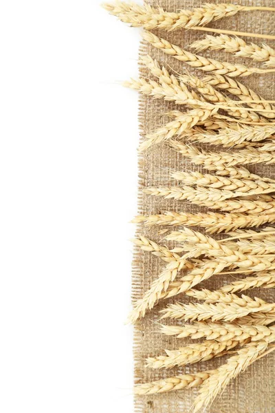 Ears of ripe wheat — Stock Photo, Image