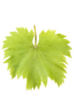 Yeşil üzüm yaprağı