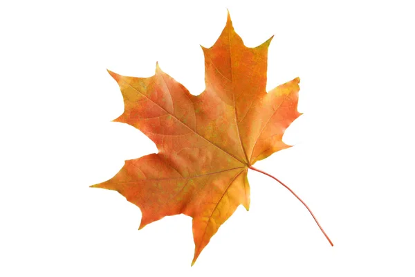 Orange autumn leaf — Stock Photo, Image
