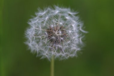 doctor cómico en los vidrios rojos