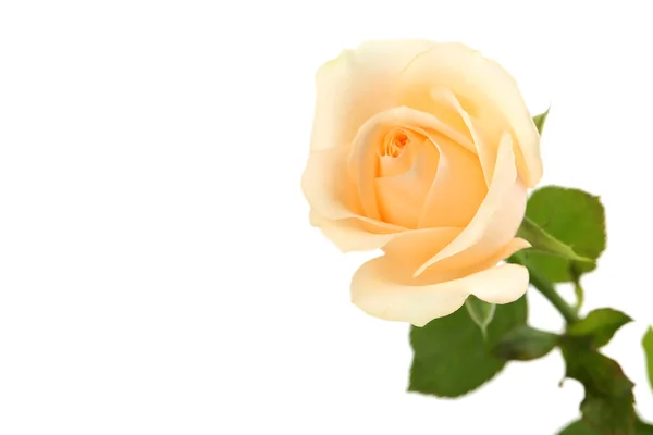Single orange rose — Stock Photo, Image
