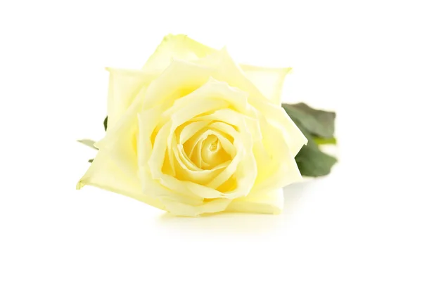 Rosa blanca única — Foto de Stock