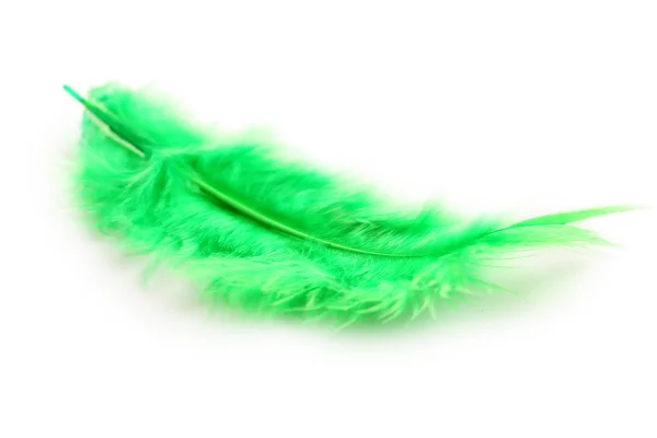 Pluma decorativa verde — Foto de Stock