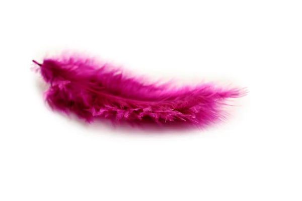 Purple decorative feather — Stock Photo, Image