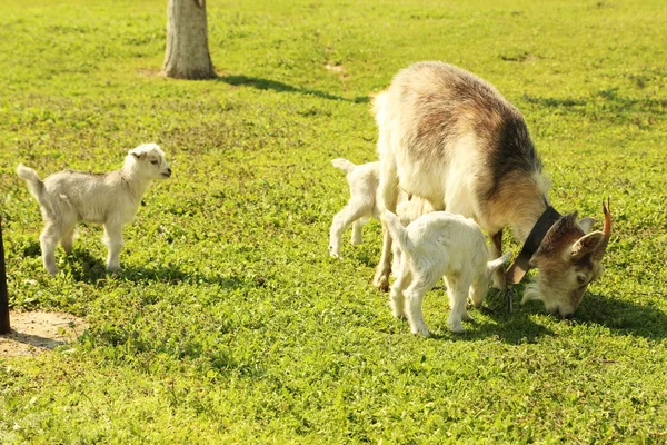 Young goatling with mother — Stock Photo, Image