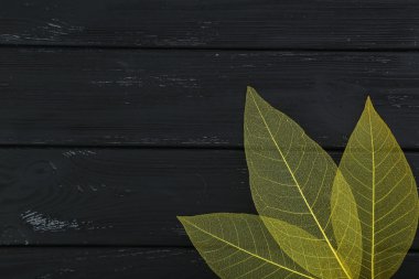 Sarı iskelet yapraklar