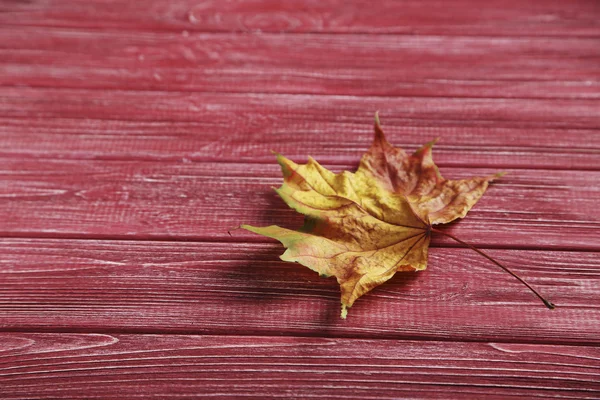 Foglia arancione autunno — Foto Stock