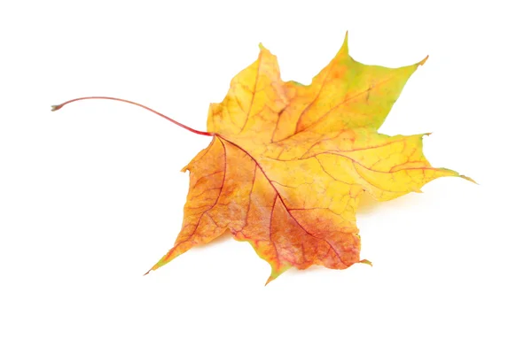 Orange autumn leaf — Stock Photo, Image