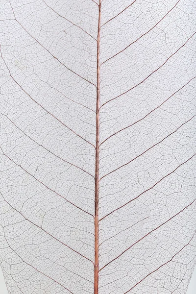 해골 잎 배경 — 스톡 사진