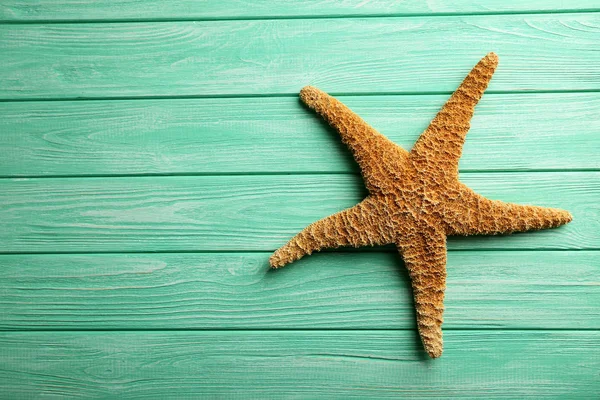 Brown starfish close up — Stock Photo, Image