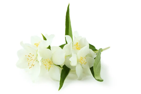 Witte bloemen van jasmijn — Stockfoto