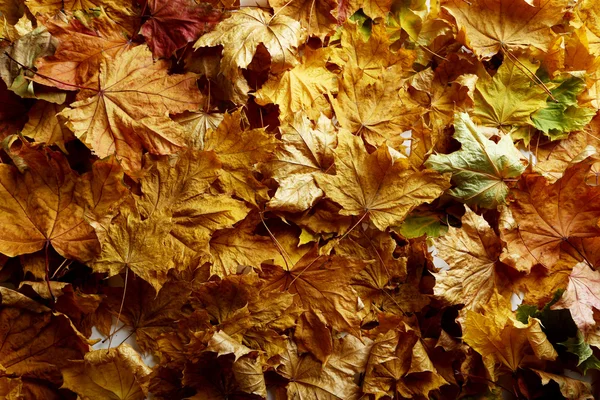 Hojas de otoño fondo — Foto de Stock