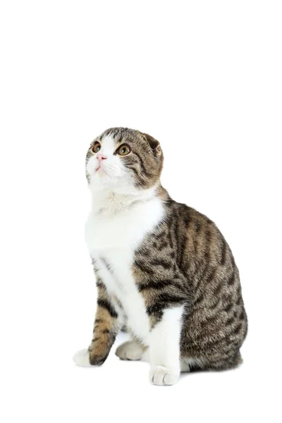 Красивая домашняя кошка — стоковое фото