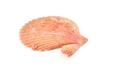 güzel deniz kabuğu yakın çekim