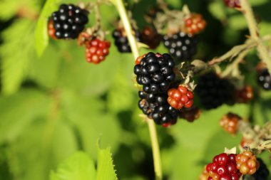 Bahçedeki böğürtlen çalısı