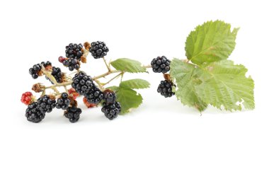 Beautiful ripe blackberries on branch clipart