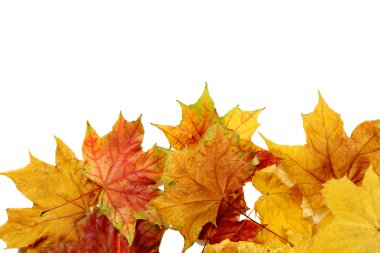 Turuncu sonbahar yaprakları