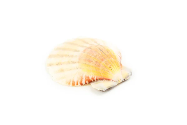 Prachtige zee shell close-up — Stockfoto